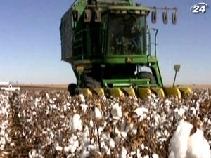 Бавовна може подорожчати через заборону на експорт з Індії Бавовна може подорожчати через заборону на експорт з Індії