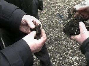 Украинские озимые - в удовлетворительном состоянии Украинские озимые - в удовлетворительном состоянии