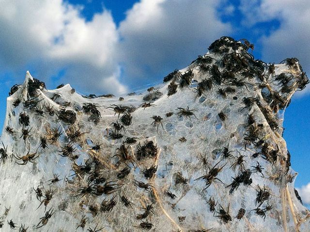 В Австралии после наводнения нашествие пауков В Австралии после наводнения нашествие пауков