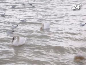 В Одесской области впервые за много лет появились лебеди (ВИДЕО)