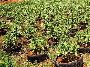 В Испании хотят выращивать марихуану для погашения долгов