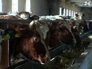 Держкомстат: Поголів`я великої рогатої худоби в Україні зменшується