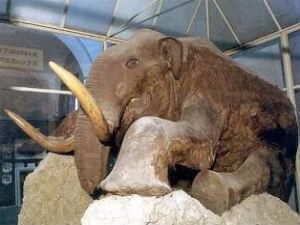 Корейські та російські вчені клонують мамонта Корейські та російські вчені клонують мамонта