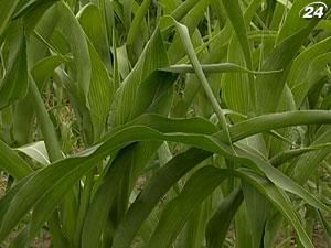 В Украине сформируют кукурузно-соевый пояс