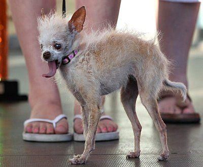 Померла найпотворніша собака у світі