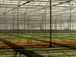 Нидерланды - мировой лидер в тепличном хозяйстве Нидерланды - мировой лидер в тепличном хозяйстве