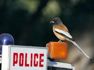 В Индии похитили двоих итальянцев В Индии похитили двоих итальянцев