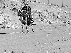 Єгипет: Бедуїни викрали двох бразильських дівчат Єгипет: Бедуїни викрали двох бразильських дівчат