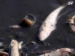 У Київське водосховище потрапить отруєна риба