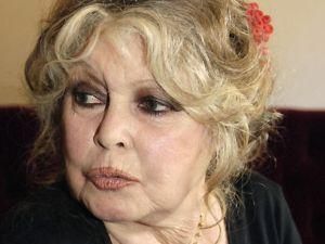 Бриджит Бардо вступилась за бездомных животных Бриджит Бардо вступилась за бездомных животных