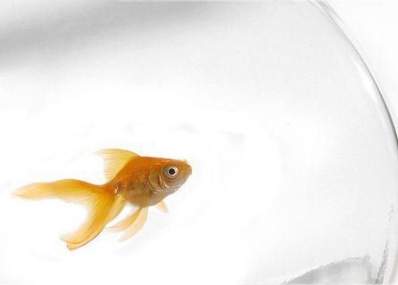 Пожарный сломал ногу при спасении золотой рыбки Пожарный сломал ногу при спасении золотой рыбки