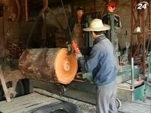 Всемирный банк: Прибыль от незаконной лесозаготовки составляет 10-15 млрд дол. Всемирный банк: Прибыль от незаконной лесозаготовки составляет 10-15 млрд дол.