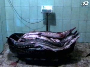 Більше тонни осетрових та 4,5 кг чорної ікри вилучили у кримських браконьєрів