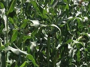 Цьогоріч українські аграрії зроблять ставку на кукурудзу