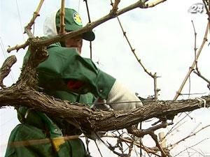 В Севастополе определяли лучшего обрезчика винограда В Севастополе определяли лучшего обрезчика винограда