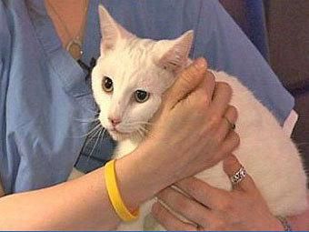 У Бостоні кішка вижила після падіння з 19-го поверху У Бостоні кішка вижила після падіння з 19-го поверху