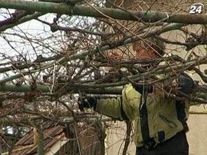 На Закарпатті впорядковують виноградники На Закарпатті впорядковують виноградники