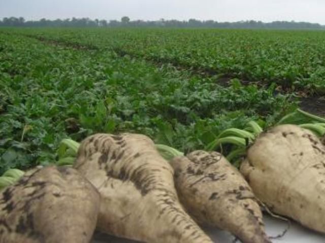 Украинцы будут заправлять автомобили бензином из свеклы Украинцы будут заправлять автомобили бензином из свеклы