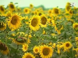 Аграриям запретят сажать много подсолнечника Аграриям запретят сажать много подсолнечника