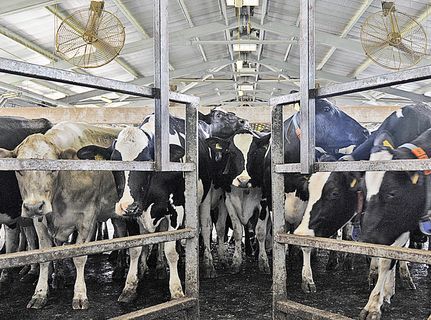 Азаров: Поголовье скота за 20 лет уменьшилось впятеро Азаров: Поголовье скота за 20 лет уменьшилось впятеро