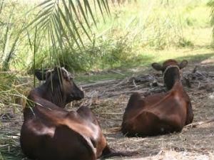 У Єгипті частішають випадки захворювання на ящур У Єгипті частішають випадки захворювання на ящур