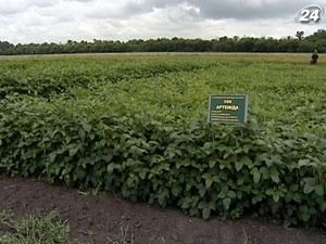 Третина українських аграрних підприємств збільшать закупівлю сої Третина українських аграрних підприємств збільшать закупівлю сої