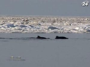 Около 30 дельфинов попали в ловушку в Азовском море