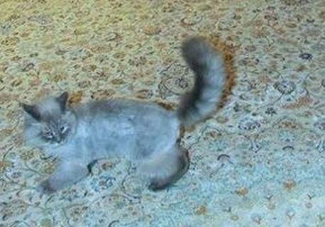 Кот Медведева пробился в Twitter-тренды Кот Медведева пробился в Twitter-тренды