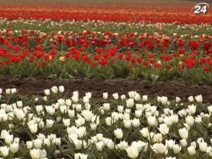 Квітковий бізнес у Нідерландах – головне джерело збагачення казни