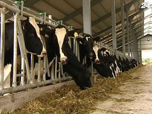 Експерти: Розвиток тваринництва потребує комплексної держпідтримки Експерти: Розвиток тваринництва потребує комплексної держпідтримки