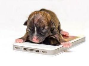 В США родился самый маленький щенок в мире