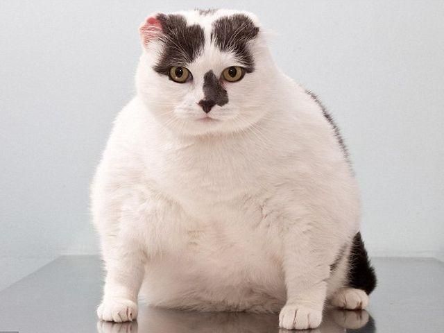 В Великобритании посоревновались самые толстые коты и собаки