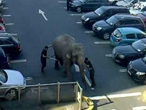 В Ирландии слониха сбежала из цирка и напугала жителей городка