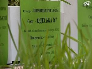 Українські сорти пшениці хочуть розповсюджувати по всьому світу