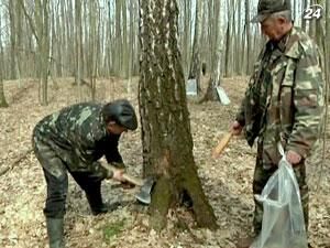 На Волыни начали заготовку березового сока