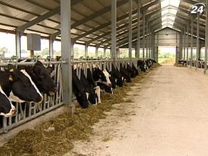 Азаров озаботился состоянием отечественного животноводства Азаров озаботился состоянием отечественного животноводства