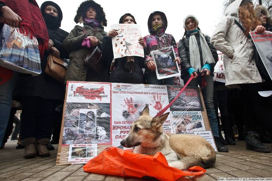 За бездомных украинских собак митингуют во многих странах