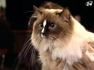 В столице прошла Международная выставка кошек В столице прошла Международная выставка кошек