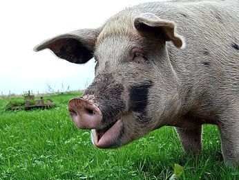 Определять победителей на Евро-2012 в Украине будет свинья-пророк Определять победителей на Евро-2012 в Украине будет свинья-пророк