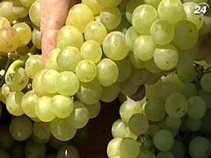 Площі українських виноградників скоротилися більш ніж уп’ятеро Площі українських виноградників скоротилися більш ніж уп’ятеро