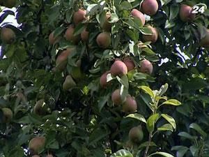 Через холодну зиму найбільше вимерзло кісточкових фруктів Через холодну зиму найбільше вимерзло кісточкових фруктів