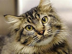 У Мюнхені жінці повернуть кота, який зник 16 років тому У Мюнхені жінці повернуть кота, який зник 16 років тому