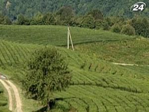 Цены на чай в 2012 г. могут повыситься на 12% Цены на чай в 2012 г. могут повыситься на 12%