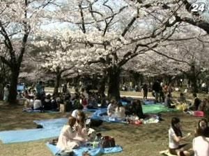 В Японии началось Ханами - сезон любования цветением вишни