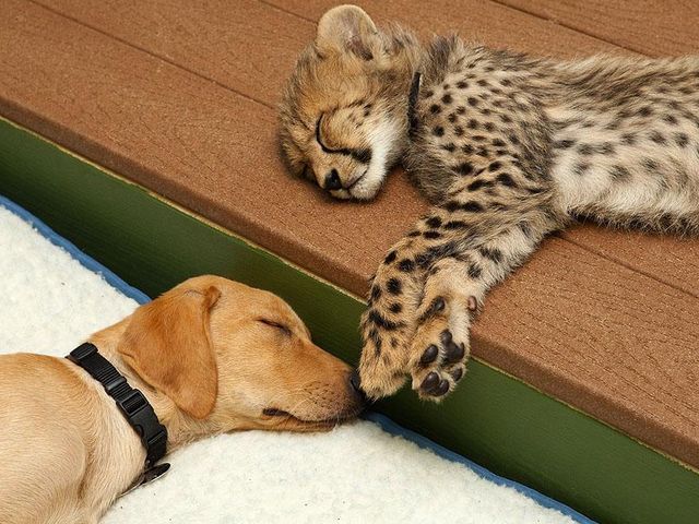 Гепард и щенок живут вместе уже год (Фото)