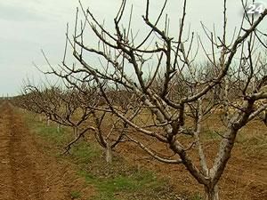 Сильные зимние морозы уничтожили от 60% до 90% крымских фруктов Сильные зимние морозы уничтожили от 60% до 90% крымских фруктов