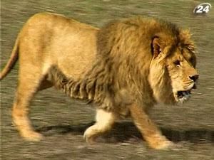 У Криму готуються відкрити перший в Україні сафарі-парк У Криму готуються відкрити перший в Україні сафарі-парк