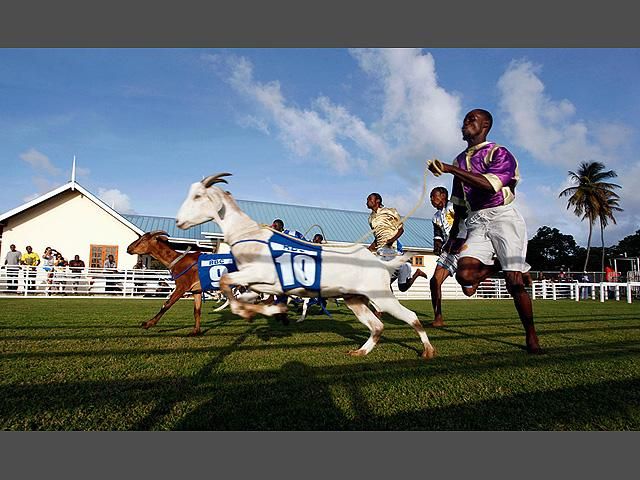 На Тобаго провели перегони кіз та голубих крабів На Тобаго провели перегони кіз та голубих крабів