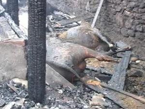 Під час пожежі на Сумщині загинуло 156 свиней