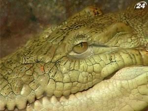Акваріуму Алушти подарували тихоокеанського крокодила